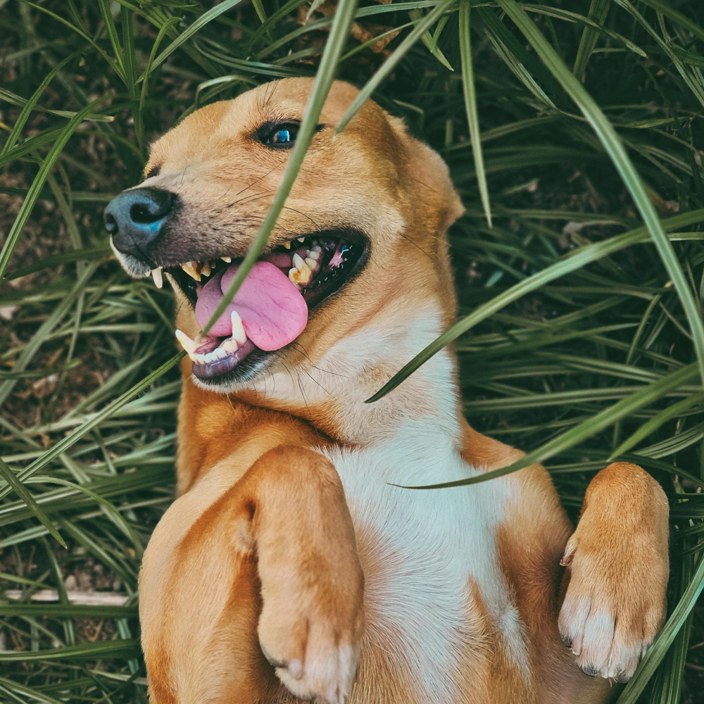 happy dog