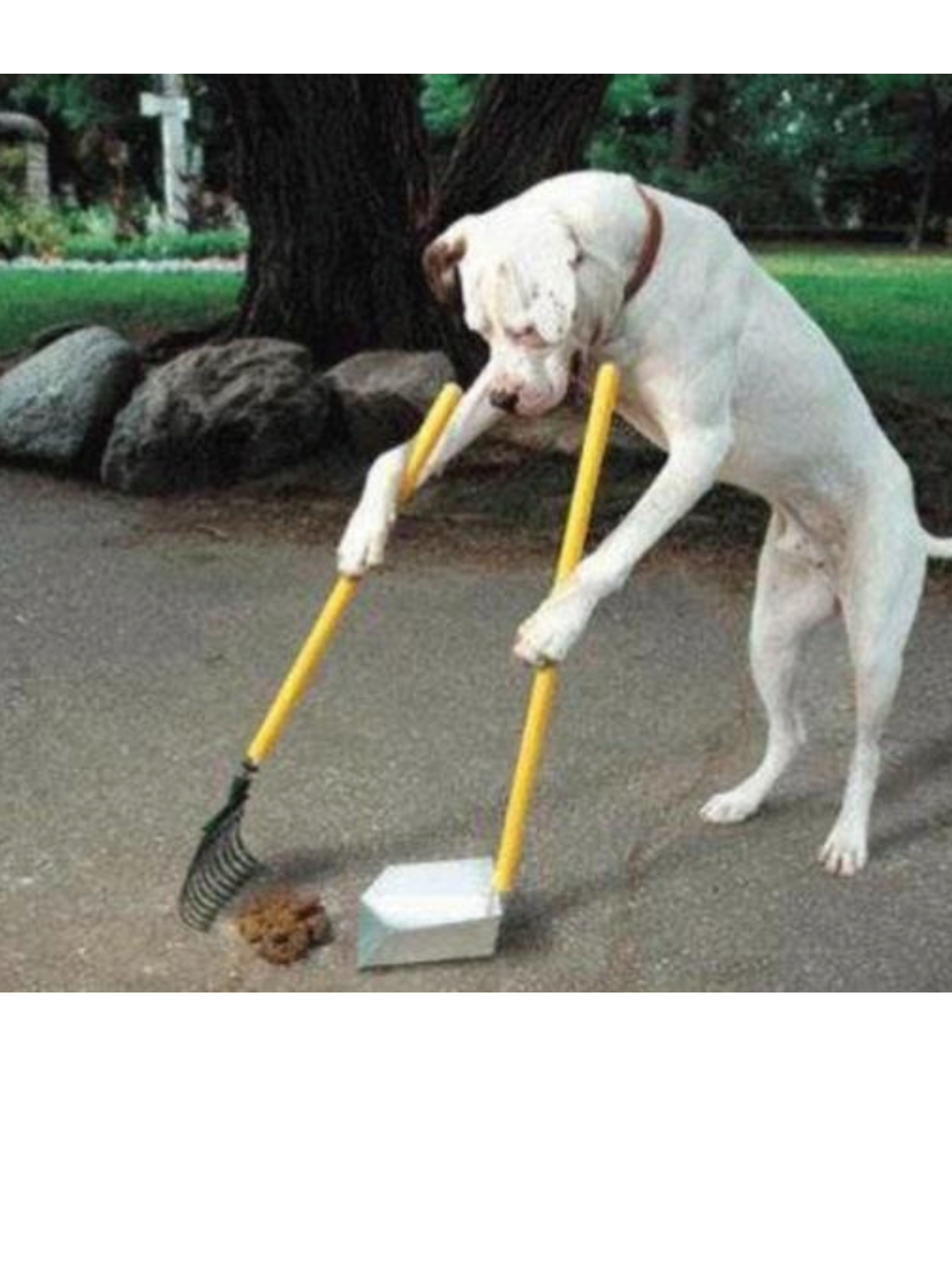 dog scooping